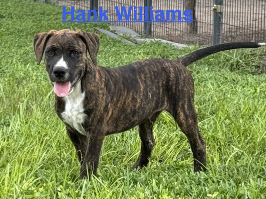Male #3/Hank Williams 