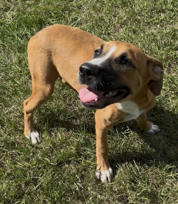 Willie Nelson/ Male #2  (Willie)