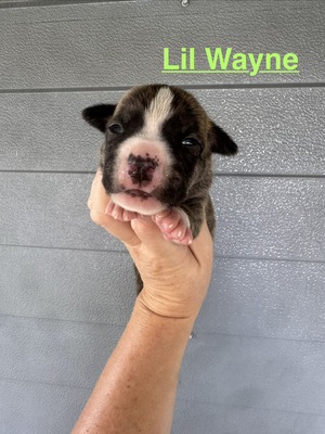 Lil Wayne