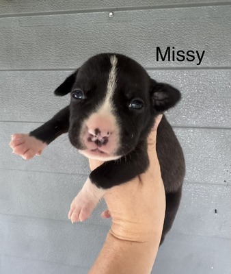 Missy