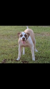 Otis/ Sunny (Otis)