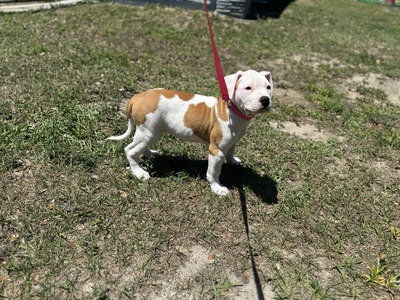 Chula/ Daytona