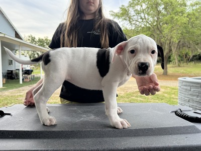 Tanaka/ Delilah