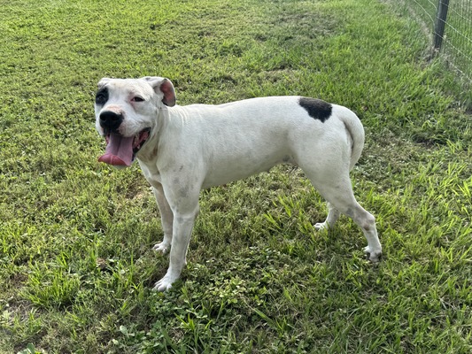 GSK’s Bonnie