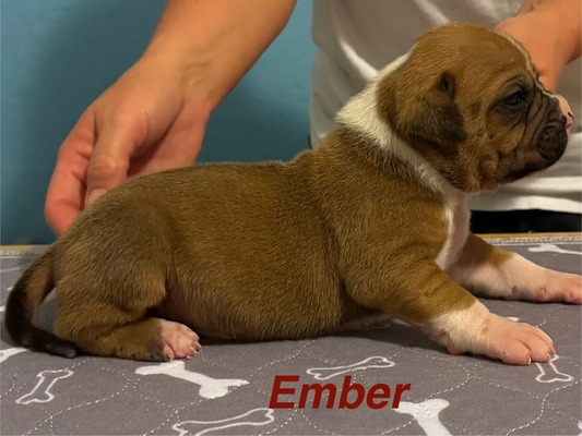Ember