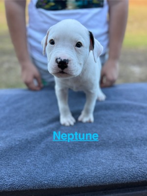 Neptune