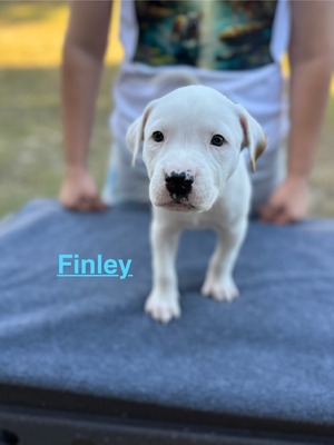Finley