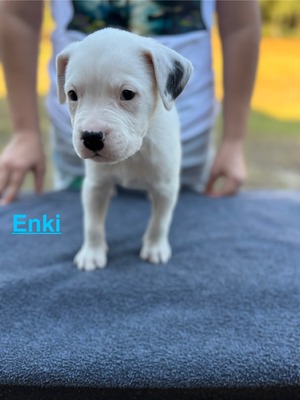 Enki