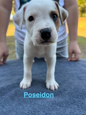 Poseidon