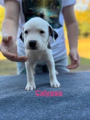 Calypso