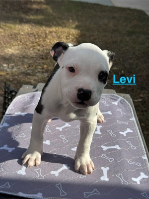 Levi