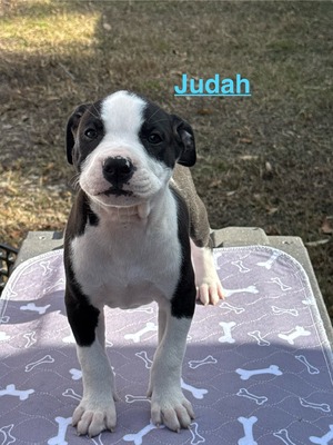 Judah