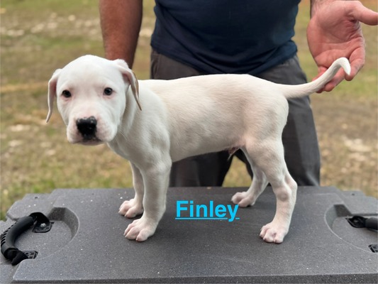 Finley