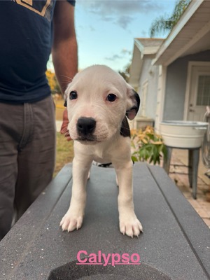 Calypso