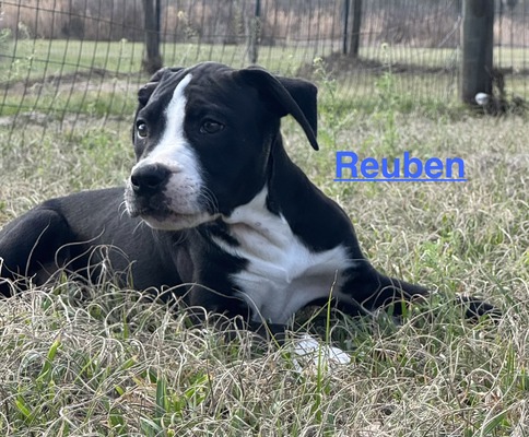 Reuben