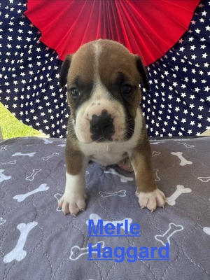 Male #1/ Merle Haggard
