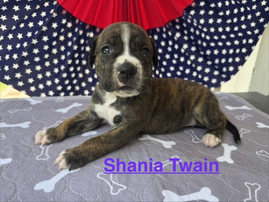 Female #3/ Shania Twain