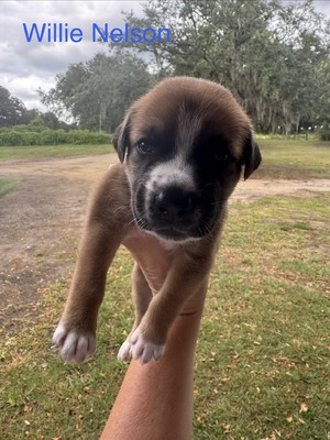 Willie Nelson/ Male #2  (Willie)