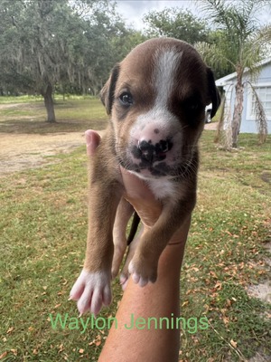 Waylon Jennings/ Male #3 (Waylon)