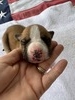 Patsy Cline / Female #3 (Patsy)