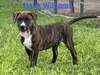 Male #3/Hank Williams