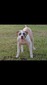 Otis/ Sunny (Otis)