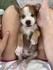 Johnny Cash/ Male #4 (Johnny)