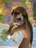 Alan Jackson