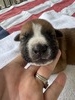 Willie Nelson/ Male #2 (Willie)