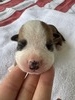 Johnny Cash/ Male #4 (Johnny)