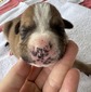Waylon Jennings/ Male #3 (Waylon)