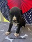 Male #3/Hank Williams 