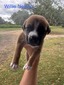 Willie Nelson/ Male #2  (Willie)