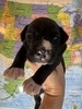 Judd